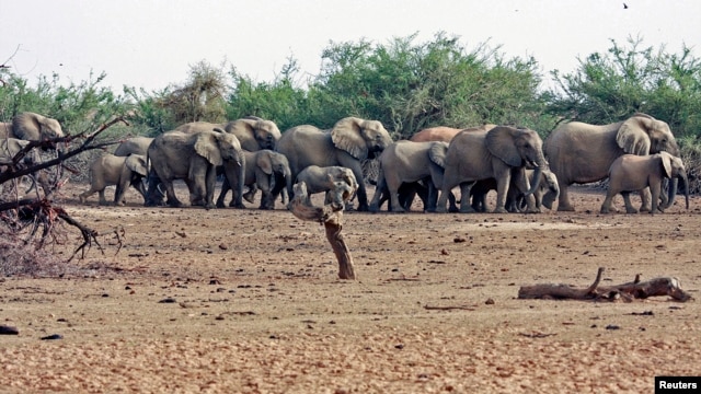 FILE - A herd of desert elephants searches for water in the drought-stricken Gourma region of Mali.