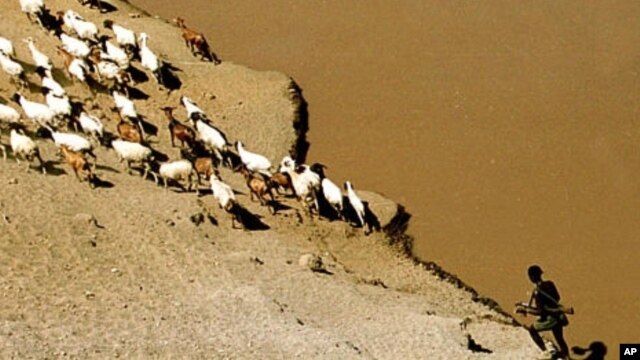 A Karo tribesman of the remote lower Omo valley guards his goats on a bank of the Omo, Ethiopia, April 2002.