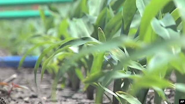Outlook Positive for Farmers as Commodity Prices Remain High