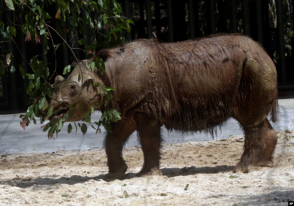 US-Born Sumatran Rhino Delivered to Indonesia