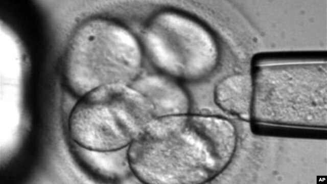 Eduardo Marbán's team biopsied small pieces of heart tissue from recent heart attack victims and used them to grow stem cells in the laboratory.
