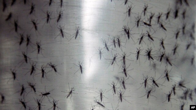 República Dominicana es el país más afectado por el virus debido a que tiene la mitad de los casos en el continente americano.
