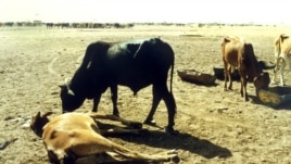 Cattle killed by rinderpest in Sudan in 1987. After a mystery disease killed cows in South Darfur, their herdsmen turned to South Sudan for help. (AP)