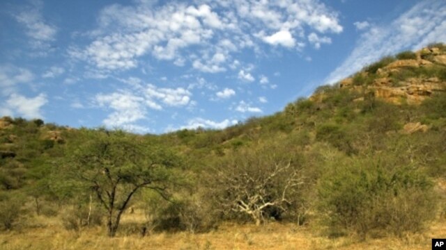 Plant diversity is key to a healthy ecosystem and a buffer against desertification in Samburu National Reserve, Kenya.
