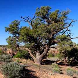 Piñon pine trees like this one dominate Rattlesnake Canyon.