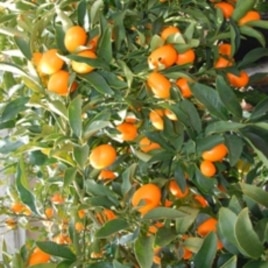 Thăm vườn cây Lái Thiêu miền nam California