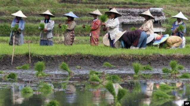 Farmers plant rice in a field in Indonesia