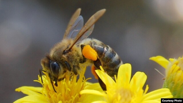 Insects are on the move due to climate change.