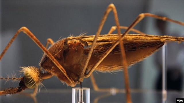 La fiebre del dengue llegó por primera vez a Europa en 2010.