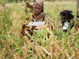 Woman selects pigeon-pea varieties in Kenya