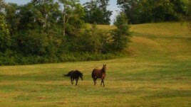 Horses at play in a pasture in Hume, Virginia (Steve Ember/VOA)