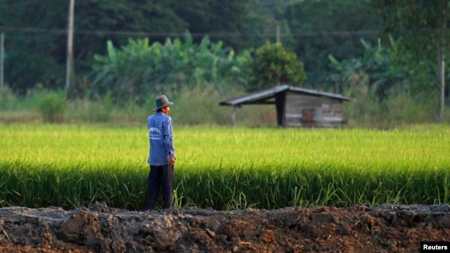 Nông dân Thái Lan làm việc trên đồng lúa ở tỉnh Nakhonsawan. 