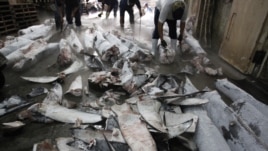 Workers cut off fins from frozen carcasses of a sharks at a fish processing plant in Kaohsiung, southern Taiwan, November 15, 2011.