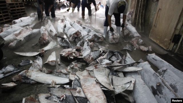 Workers cut off fins from frozen carcasses of a sharks at a fish processing plant in Kaohsiung, southern Taiwan, November 15, 2011.