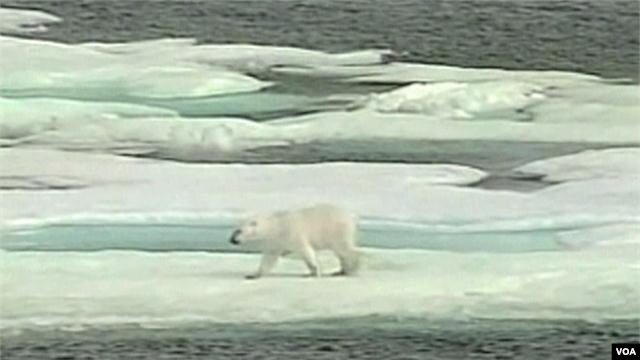Les avertissements se multiplient sur la fonte de la banquise de l'Arctique