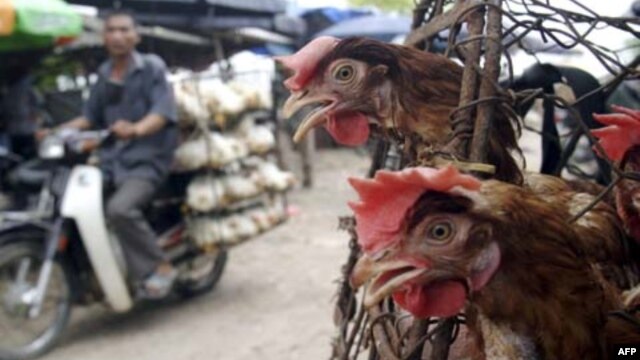 Virus cúm gia cầm H5N1 thường lây nhiễm qua những người có tiếp xúc trực tiếp với gia cầm đã bị mắc bệnh