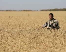 Drought in the Black Sea region cut Russia's wheat harvest by a third in 2010. A subsequent ban on wheat exports drove prices up.