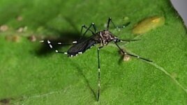 Muỗi mang vi rút Dengue thường thích màu quần áo đen và có thể hút máu dễ dàng qua lớp vải mỏng