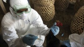 A Balinese government official injects a chicken to cull it as a precautionary measure to prevent the spread of bird flu, at a market in Denpasar, Bali, Indonesia, April 26, 2012. 