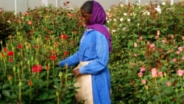 A woman harvests roses in a greenhouse at the ET Highland Flora flower farm, just outside Addis Ababa, Ethiopian, February 2008.