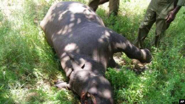 A rhino killed for its horn lies dead in a South African game reserve … Conservationists say if they build good relationships with communities living in or near game reserves, it could decrease incidents of poaching, as poachers often get information from