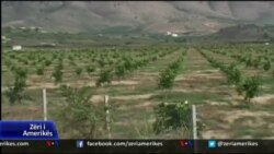 USAID, mbështetje për kultivimin e mandarinës në Shqipëri