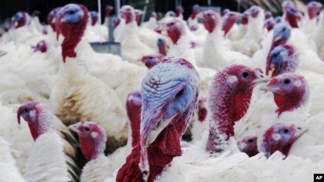 Los mexicanos fueron los que tuvieron la iniciativa de criar a los pavos para el consumo.