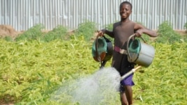 A boy in Benin waters food crops that are growing on land where agriculture previously failed. The water is pumped by means of solar power. (SELF)