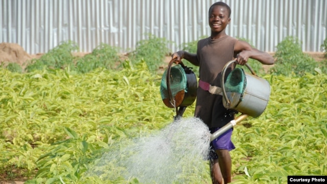 A boy in Benin waters food crops that are growing on land where agriculture previously failed. The water is pumped by means of solar power. (SELF)