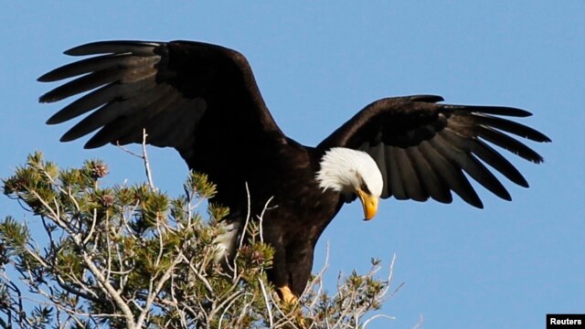 The bald eagle is the national bird of the United States. The turkey's character was too "questionable." (File Photo)