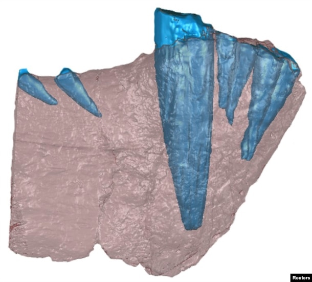 A handout image of a CT scan of the front half of a lower jawbone of a saber-toothed mammal-like beast that prowled Tanzania 255 million years ago. Bone is shown in red and teeth are in blue. This is not the specimen in which the odontoma was found; it is included as a representative of what gorgonopsian jaws and teeth look like. (Courtesy Christian Sidor/Megan Whitney)