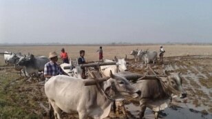 မတၱရာလယ္သမားေတြရဲ႕ ထြန္တံုးတိုက္ပဲြ။ (ေဒသခံသတင္းေထာက္/မတ္လ ၂၊ ၂၀၁၄)
