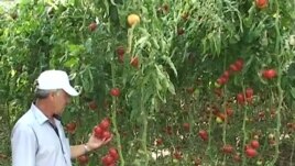 Serrat për prodhime bio