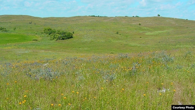 Delicate flowers pop up in the Kansas tallgrass prairie. (US Fish and Wildlife Service)