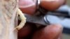 Crop Pests, Diseases Move to Higher Latitudes