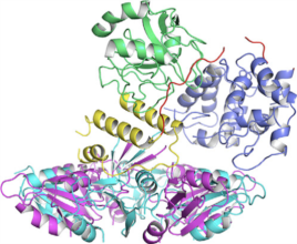 The cartoon model of the PlyC holoenzyme
