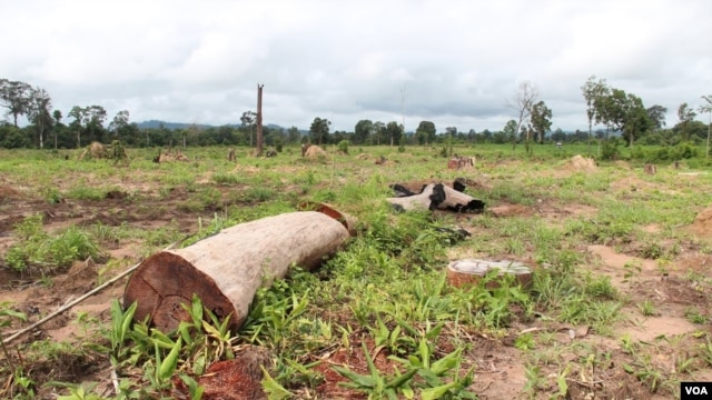 FILE - Remnants of a forest are seen cut down for a land concession in Ratanakiri Province, Cambodia, Aug. 26 2014. (Nov Povleakhena/VOA Khmer)