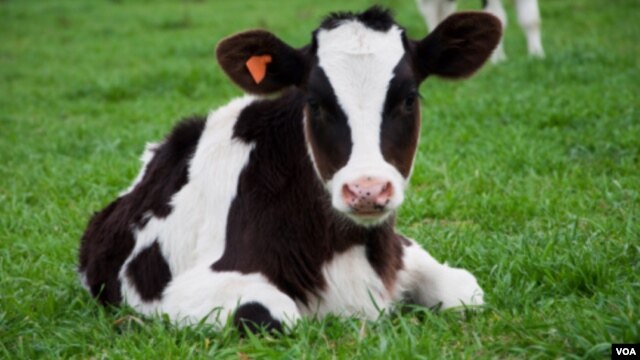 La enfermedad de la “Vaca Loca” ataca el cerebro de los bovinos afectados y es considerada siempre fatal para los animales.