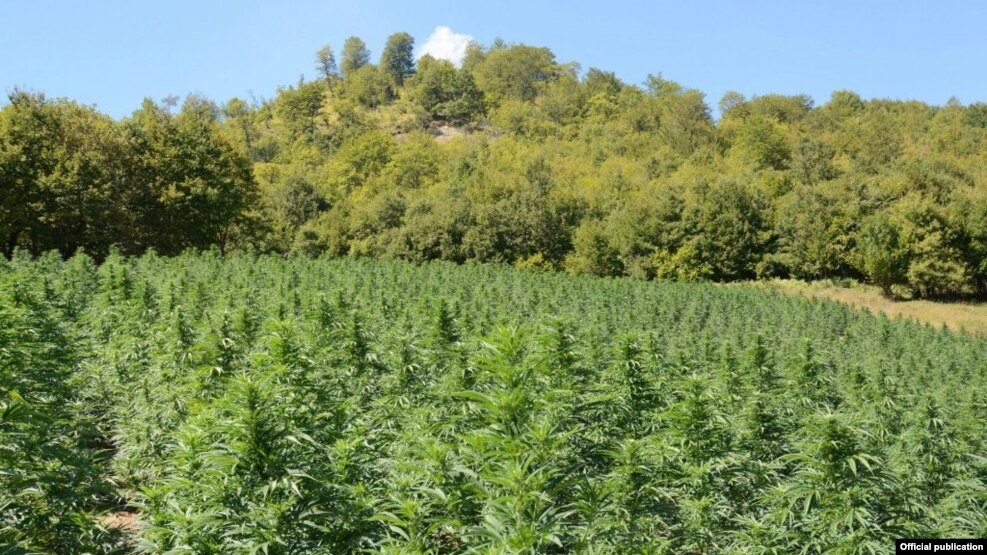 Asgjësohen mijëra rrënjë marijuane në juglindje të Shqipërisë
