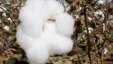 Cotton grows in a field near Keo, Ark., before being harvested.