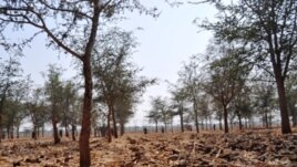 Mature Masangu trees enhance the soil on Zambian farms