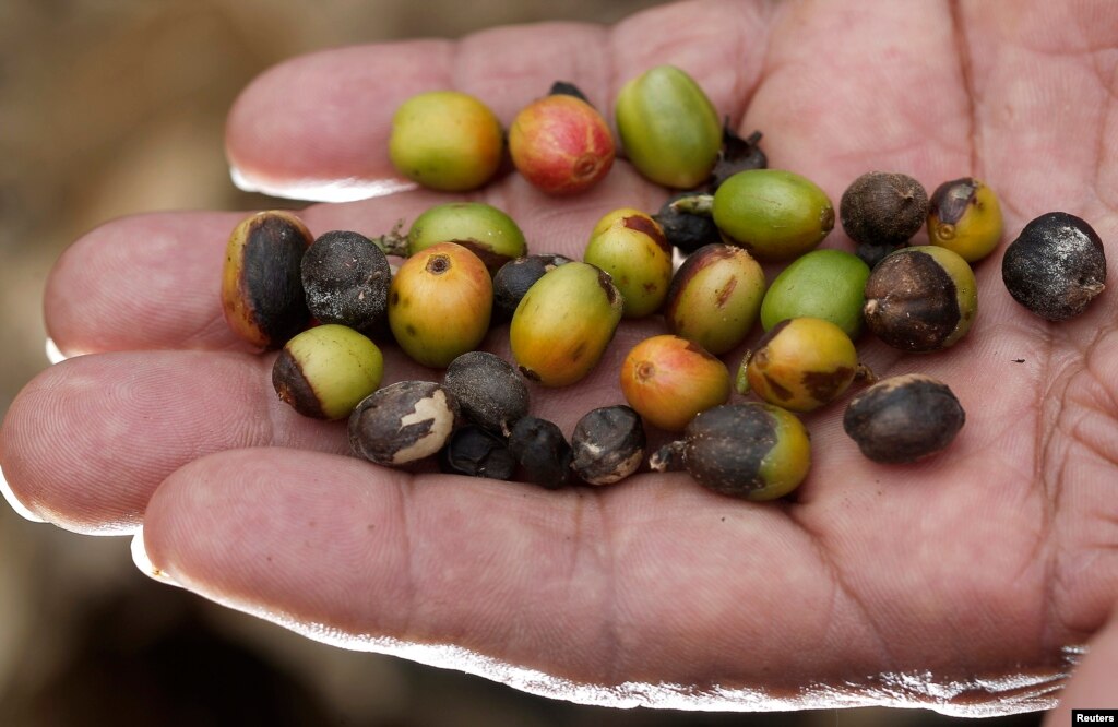 Central Americans Affected By Coffee Rust, Drought