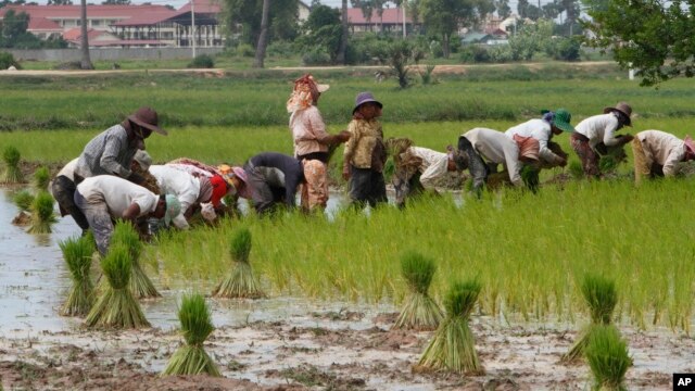 FILE - Farmers plant rice in Samroang Teav village on the outskirts of Phnom Penh, Cambodia, Aug. 23, 2015. Cambodians are expecting a 'seamless transition' when the ASEAN Economic Community (AEC) is launched in two months and hopefully heralds a second investment wave, capable of transforming this country's pool of unskilled labor into a manufacturing hub.