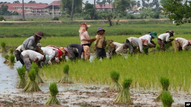 Nông dân trồng lúa trong làng Samroang Teav ở ngoại ô Phnom Penh, Campuchia, ngày 23/8/2015.