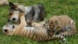 Palma the dog plays with a four-month-old Amur tiger cub (L) and a two-month-old Sumatran tiger cub in the municipal zoo 