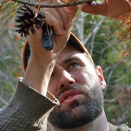 According to Tim MacWelch, many parts of the pine tree are edible, but the pine nuts, protected inside the pinecone, are too small on this particular tree to harvest. The needles, when steeped in hot water make a tea that is high in vitamin C.