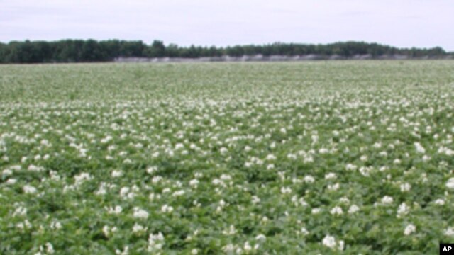 Plantação de batata na província da Huíla (Arquivo)