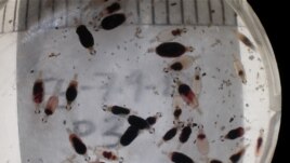 Juvenile gnathiids collected and observed in the laboratory after feeding on fish blood. (Credit: Ann Marie Coile)