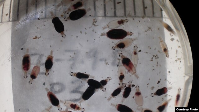 Juvenile gnathiids collected and observed in the laboratory after feeding on fish blood. (Credit: Ann Marie Coile)
