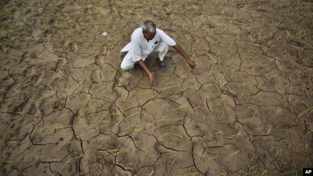 An farmer shows a dry, cracked paddy field in Ranbir Singh Pura 34 kilometers from Jammu, India, Friday, Aug. 3, 2012.